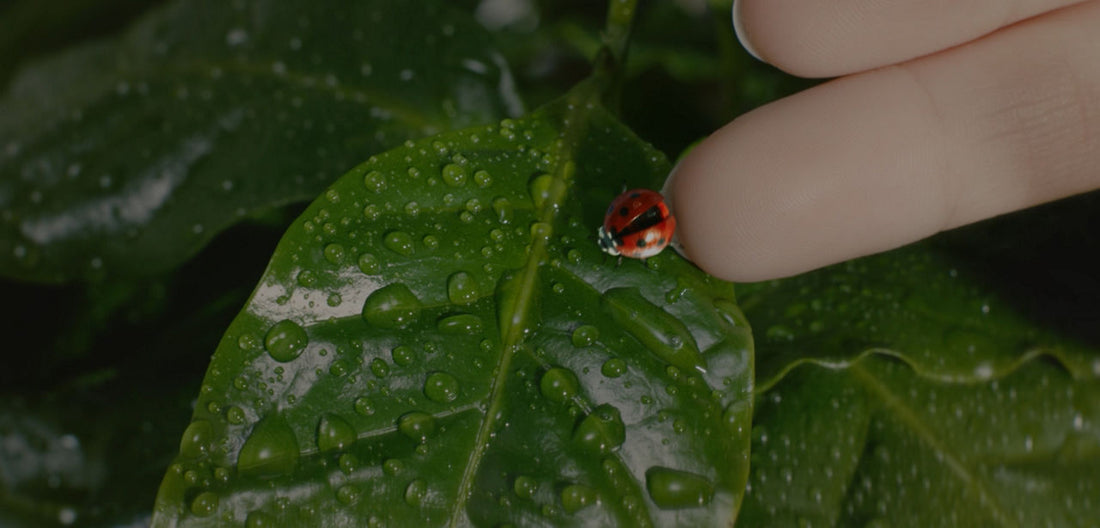 Coffee that regenerates the Earth: illy Arabica Selection Brasile Cerrado Mineiro