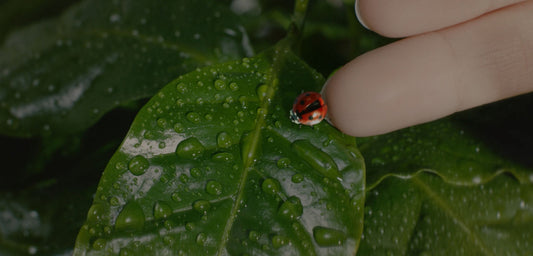 Coffee that regenerates the Earth: illy Arabica Selection Brasile Cerrado Mineiro