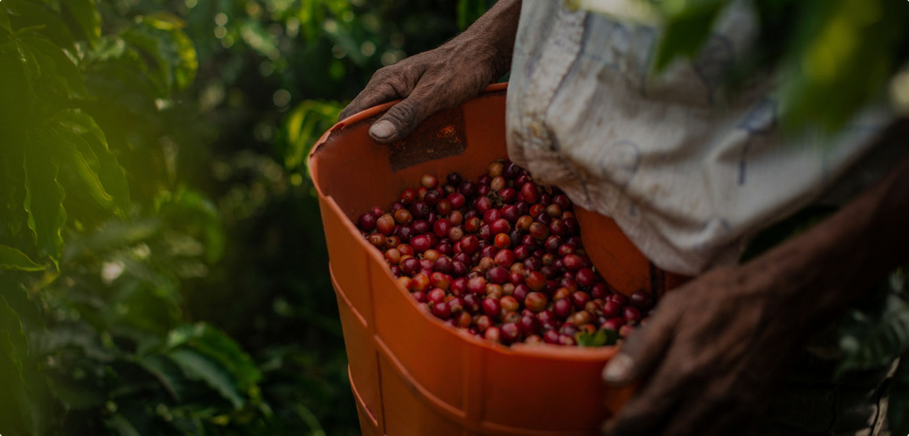 Coffee producers working together in a coffee-growing community