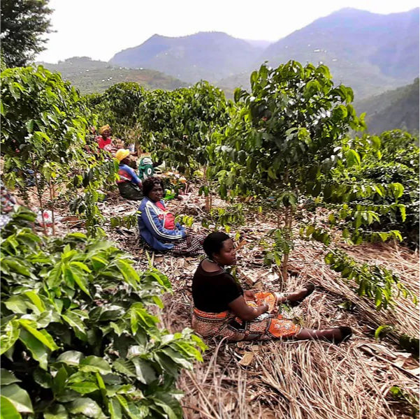 Women participating in a coffee-growing cooperative in Rwanda