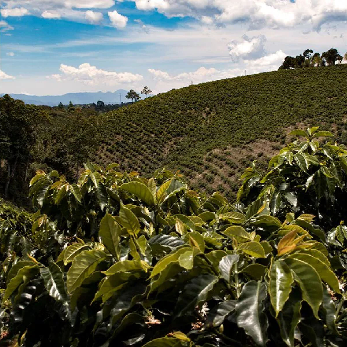 Students developing coffee-farming skills in Colombia