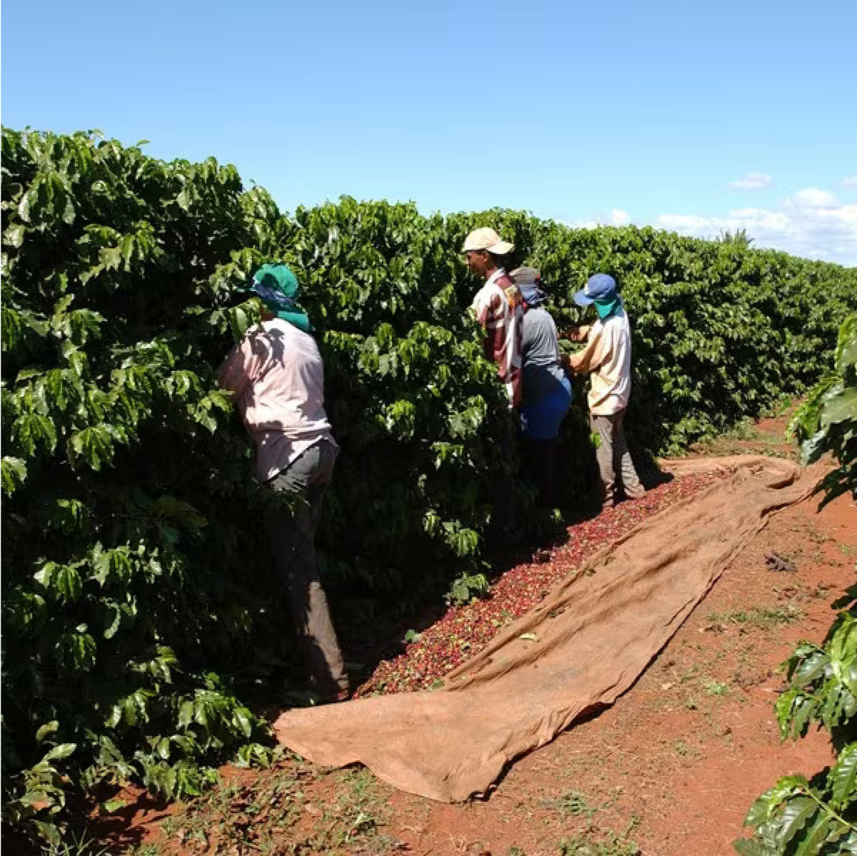 A sustainable coffee-producing community