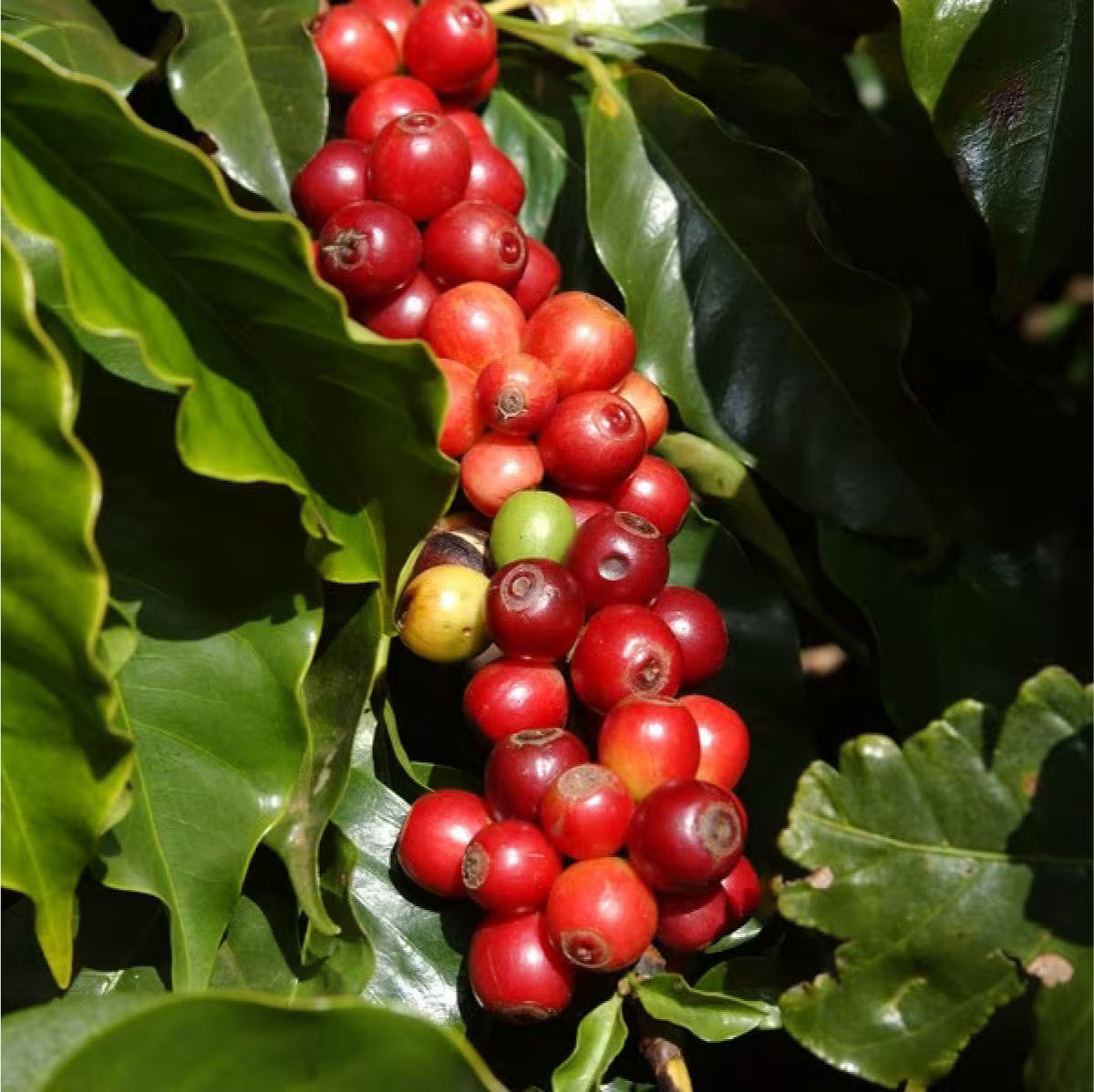 Sustainable coffee procurement and quality control