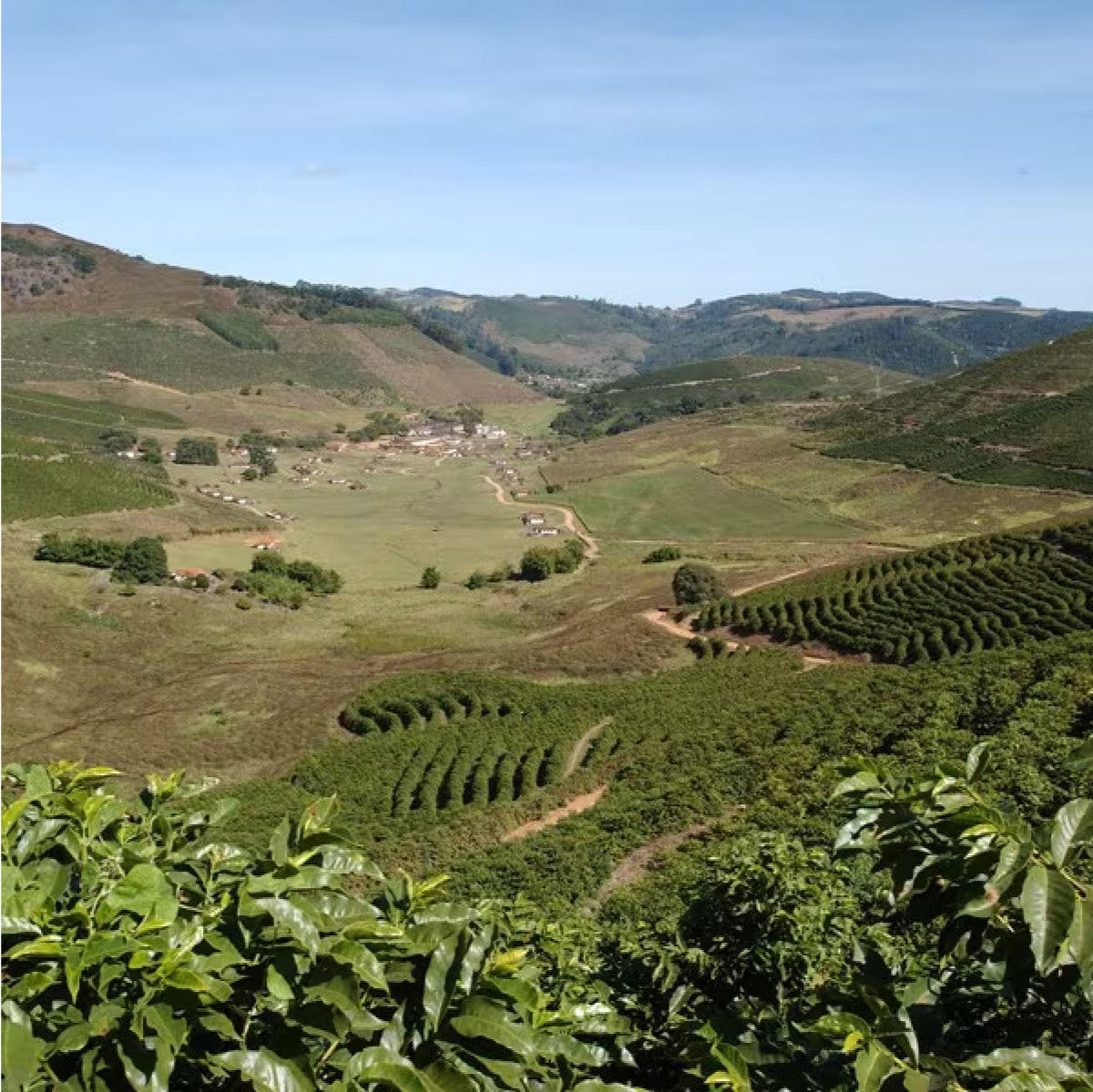 Native plants cultivated for environmental protection in Brazil